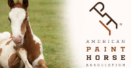 American Paint Horse Association