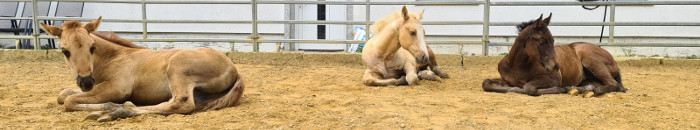 Quarter Horse Zucht