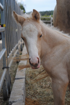 Quarter Horse Zucht