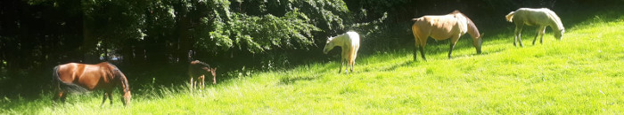 Paint Horse Zucht